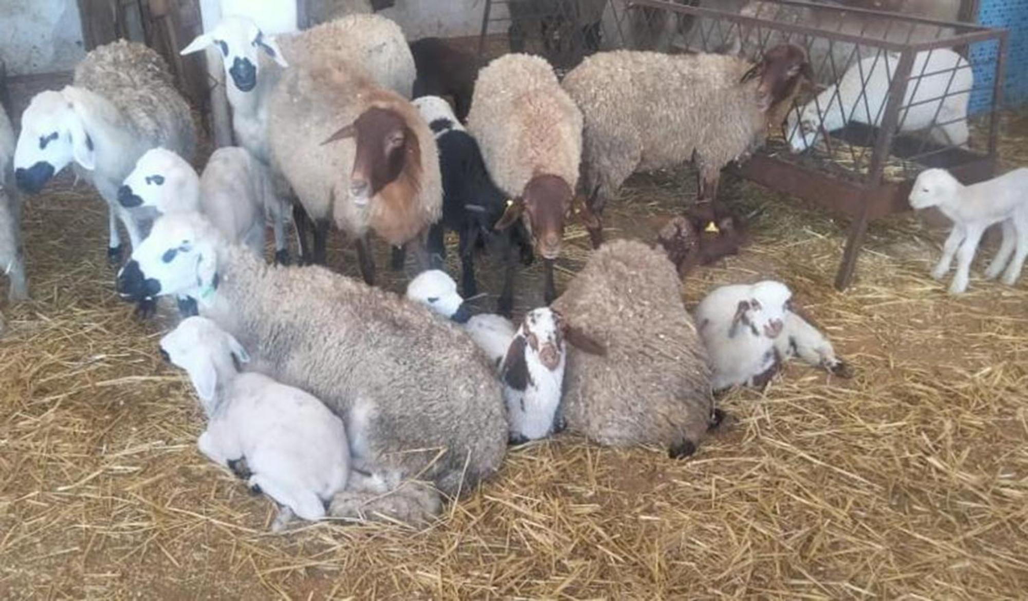 Tétouan La Granja 게스트하우스 외부 사진